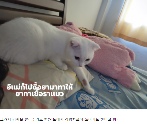  피카츄가 된 고양이
