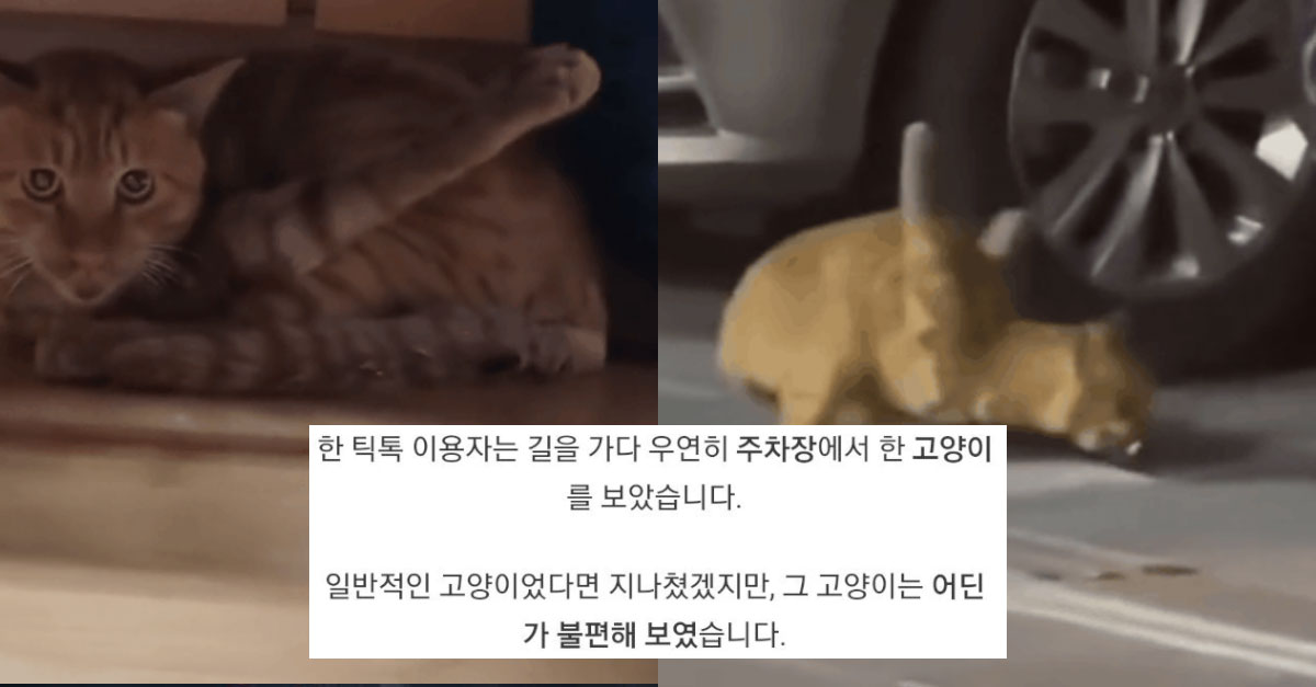  앞다리 두 개가 모두 바깥으로 꺾여 있는 고양이