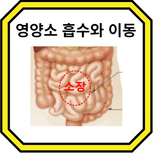 영양소의 흡수 및 이동