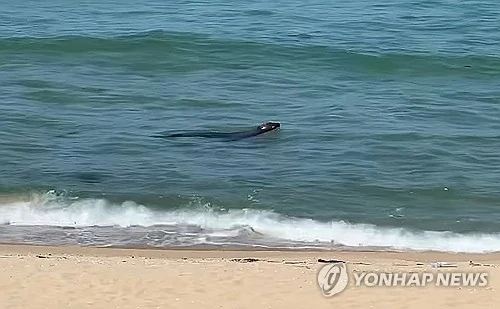 강릉 앞바다에서 멸종 위기종 물개의 아름다운 유영 모습 포착