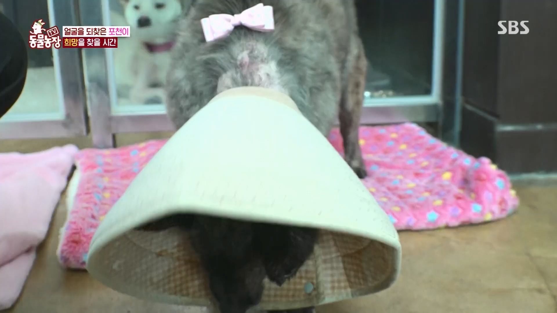 TV 동물농장.E1116.230416p.H264-F1RST.mp4_20230418_194218.178.jpg