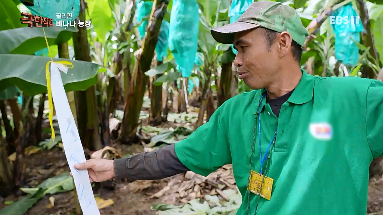 TV - 교육의 중심 EBS필리핀 바나나, 파인애플 농장.mp4_20230302_202857.022.jpg