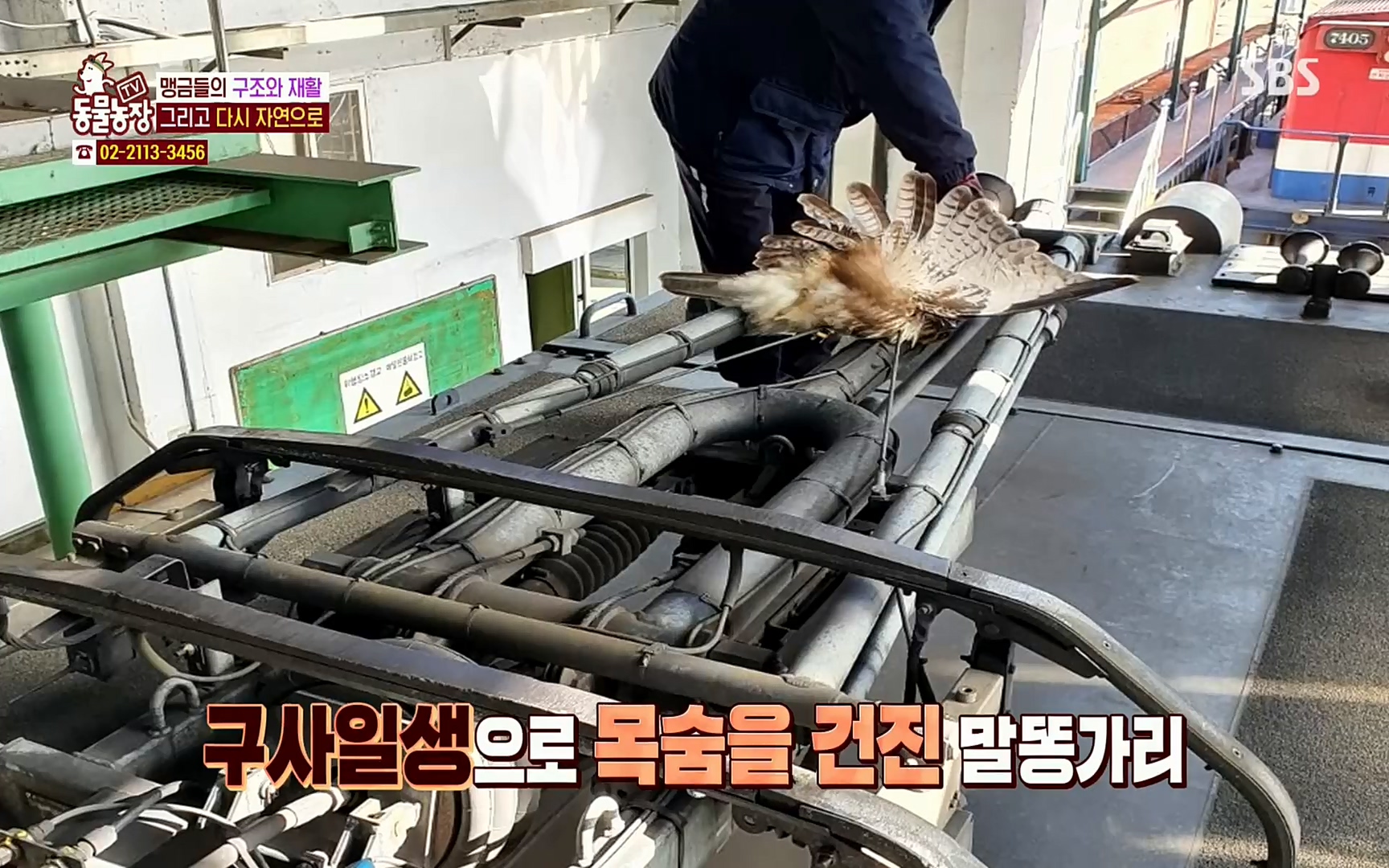 TV 동물농장.E1061.220320p.H264-F1RST.mp4_20220320_181905.455.jpg