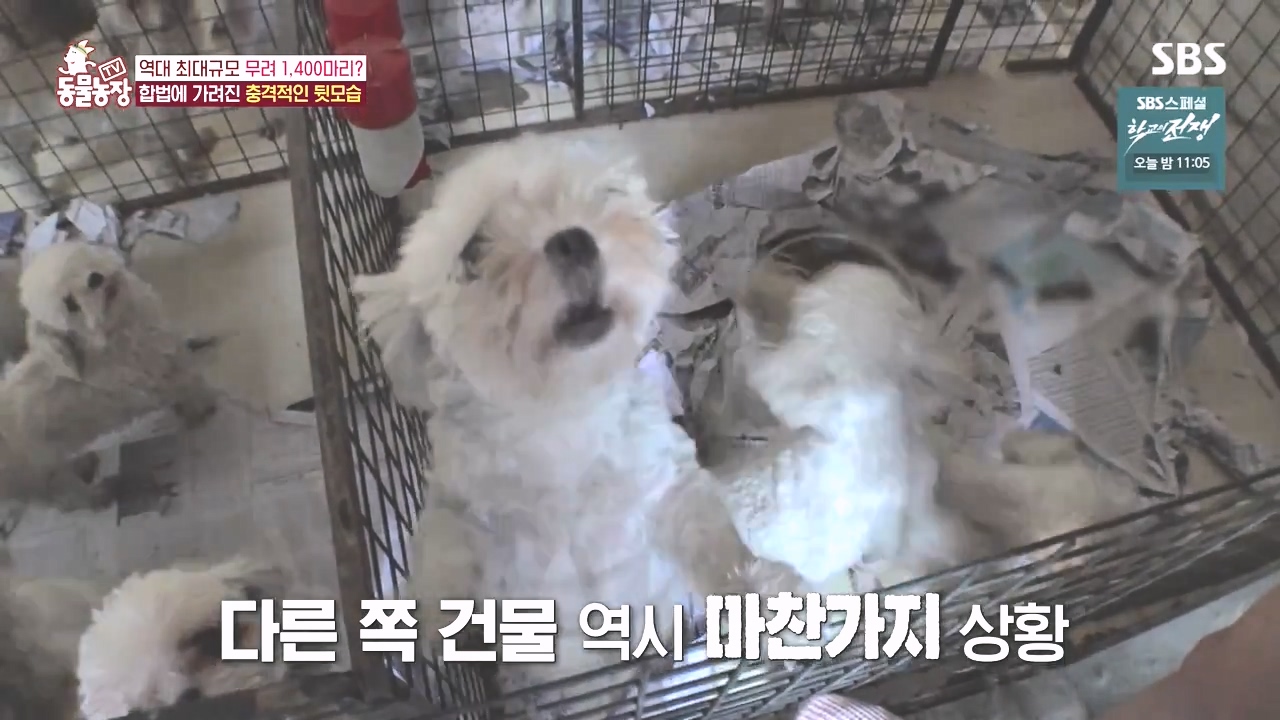 TV 동물농장.E1142.231023p-NEXT.mp4_20231022_171936.767.jpg