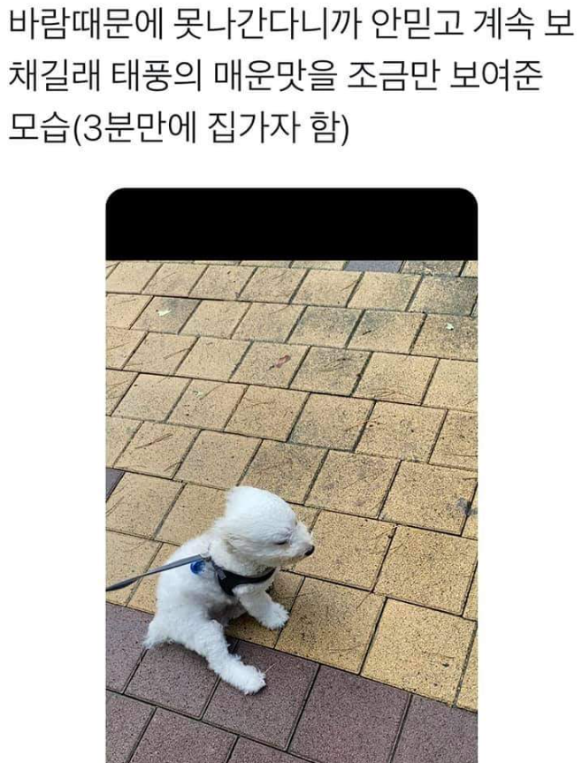  바람때문에 못 나간다니까 계속 보채길래