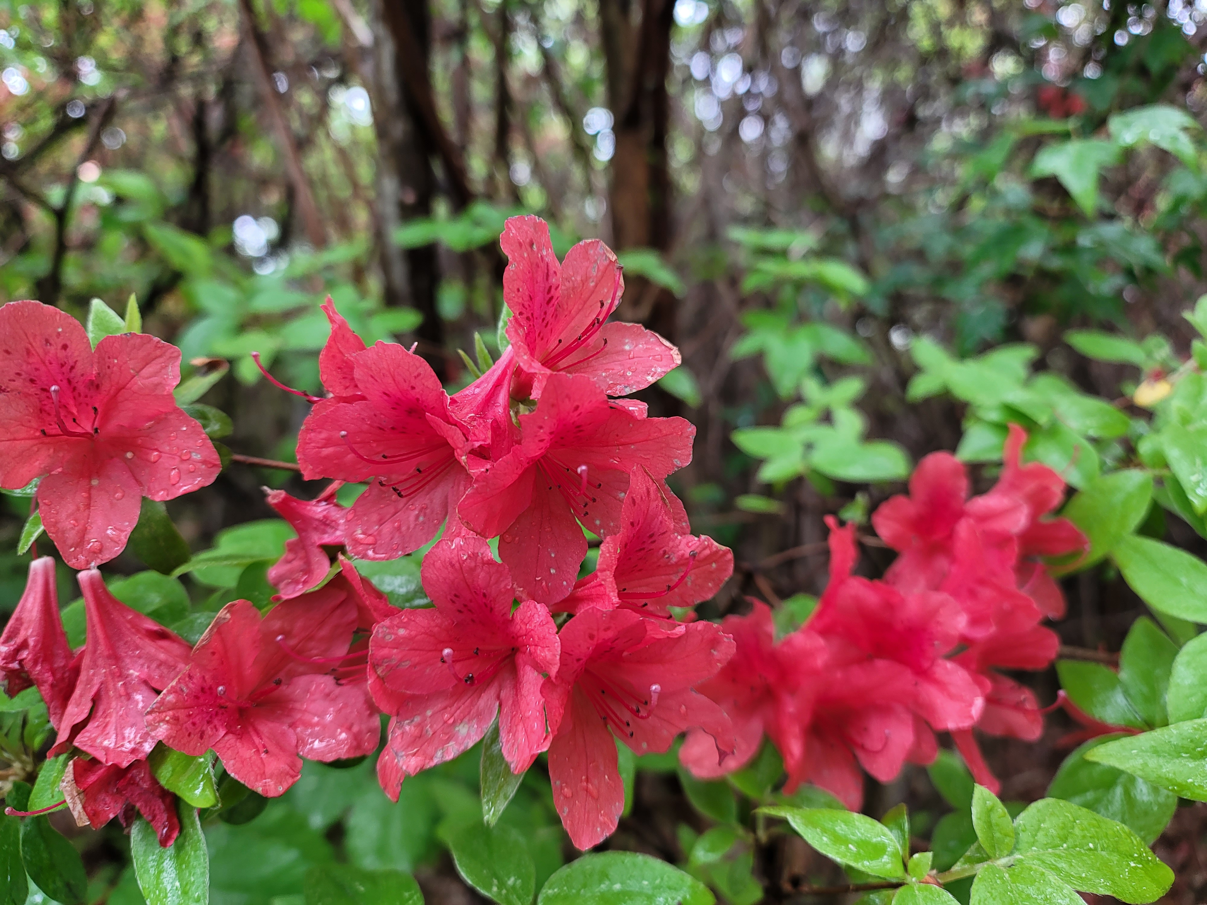 산철쭉 화단접대 20