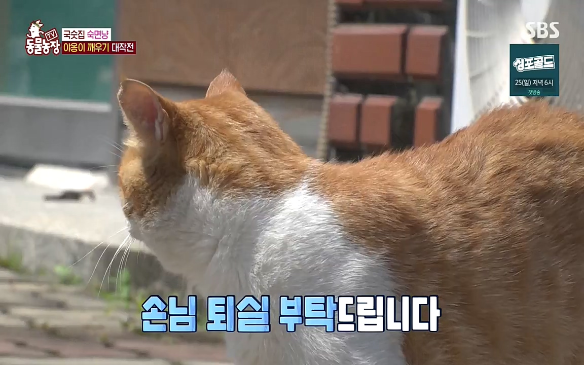 TV 동물농장.E1087.220919p-NEXT.mp4_20220918_180216.742.jpg