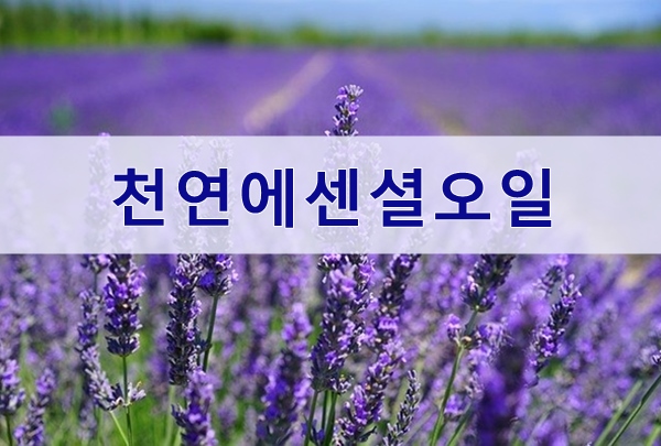  도테라 라벤더에센셜오일의 효능과사용방법