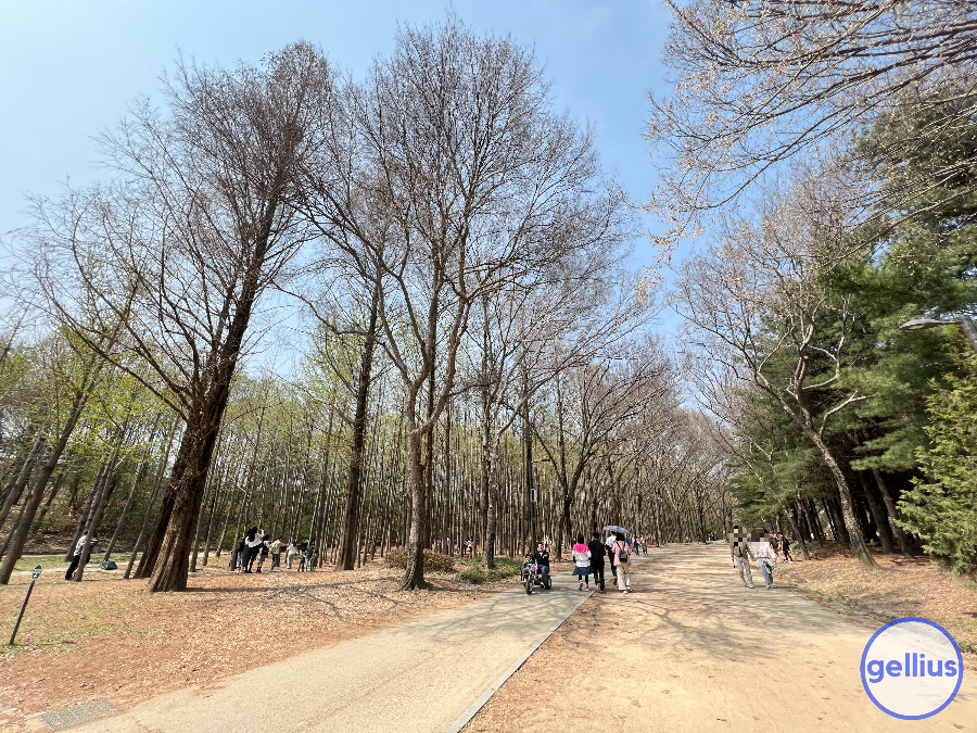 서울숲 살펴 볼 장소 여섯 번째&#44; 은행나무