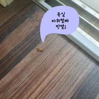 바퀴벌레 퇴치방법 총정리_12