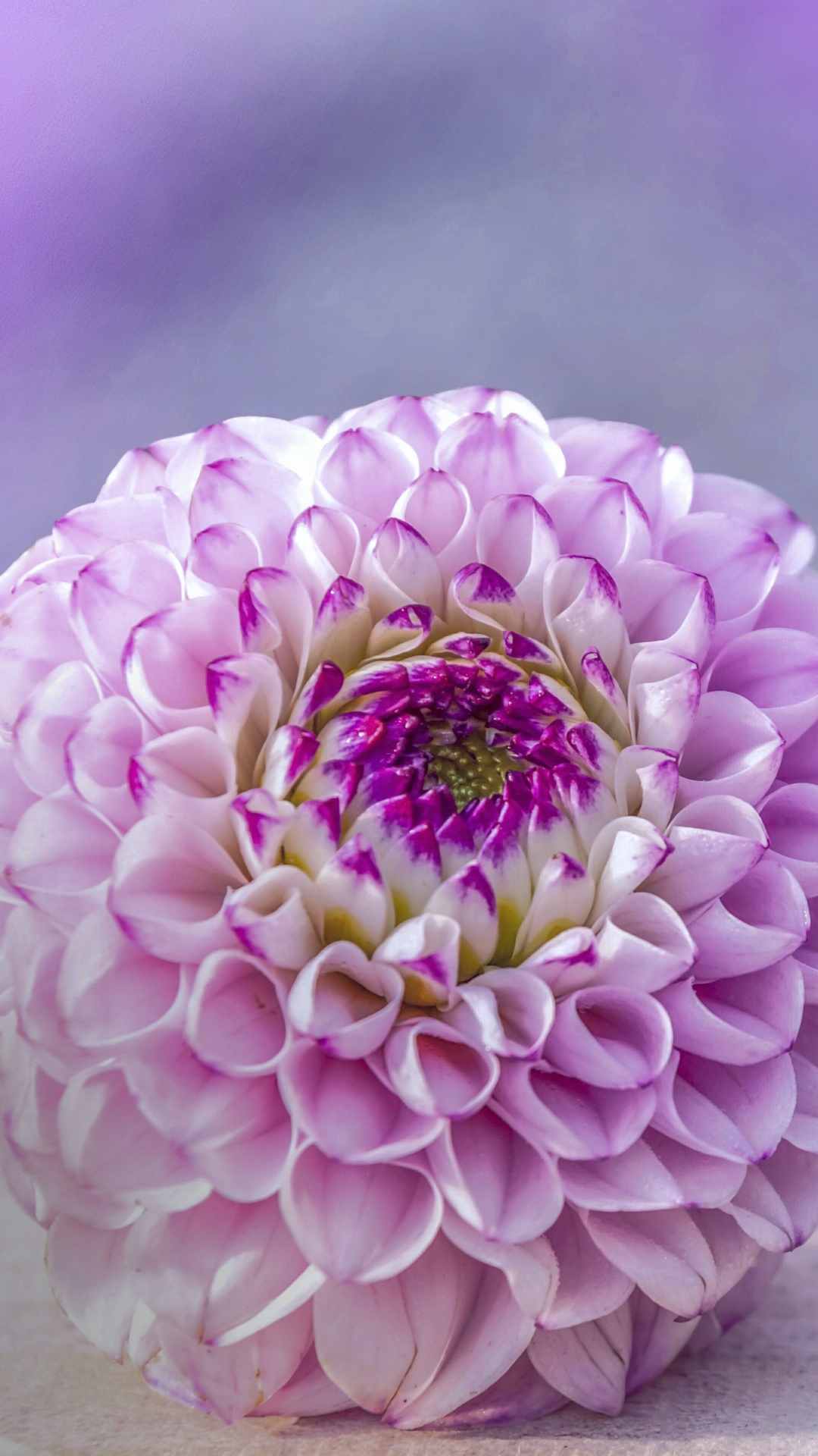 Dahlia Flower iPhone Wallpaper