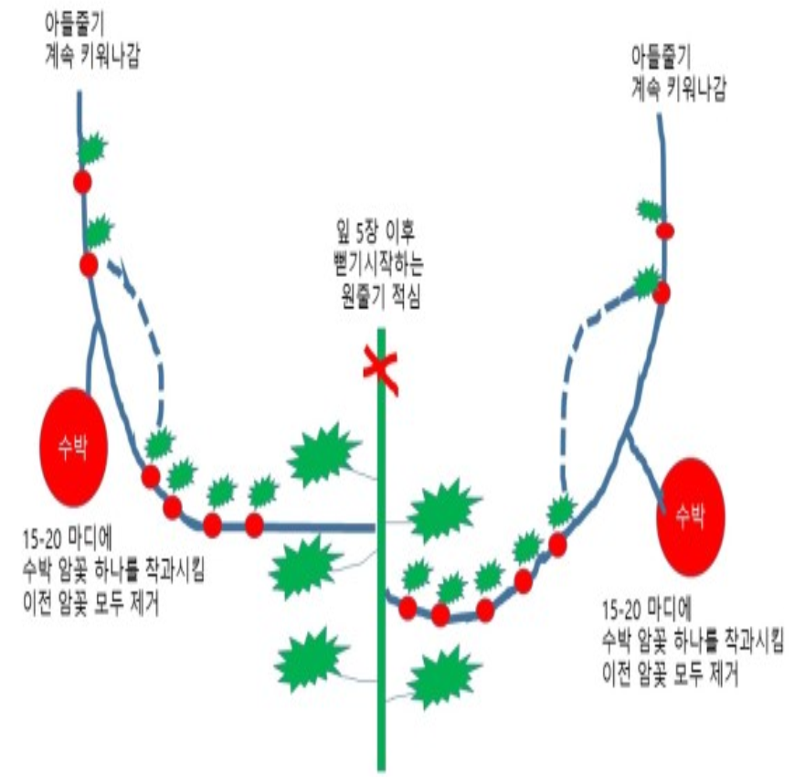  참외&수박 순지르기 그림/순치기방법,콩 순지르기(콩적심)