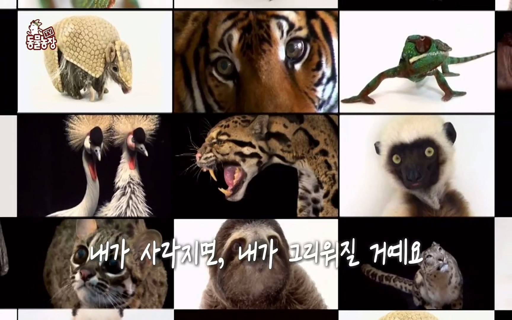 TV 동물농장.E1066.220424p.H264-F1RST.mp4_20220424_194554.771.jpg