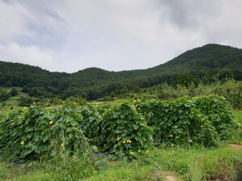 수세미 차코로나시대에 관심받고있는 12