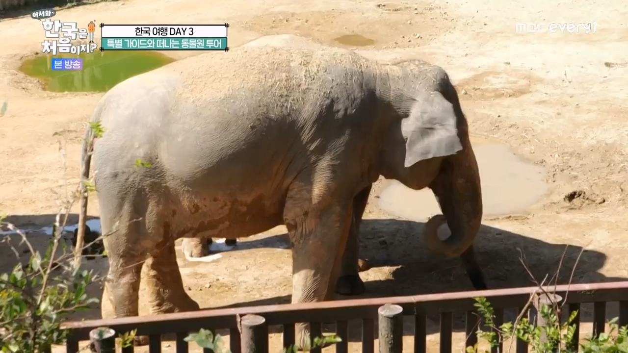 어서와 한국은 처음이지 시즌2.E291.231131p-NEXT.mp4_20231201_202426.206.jpg