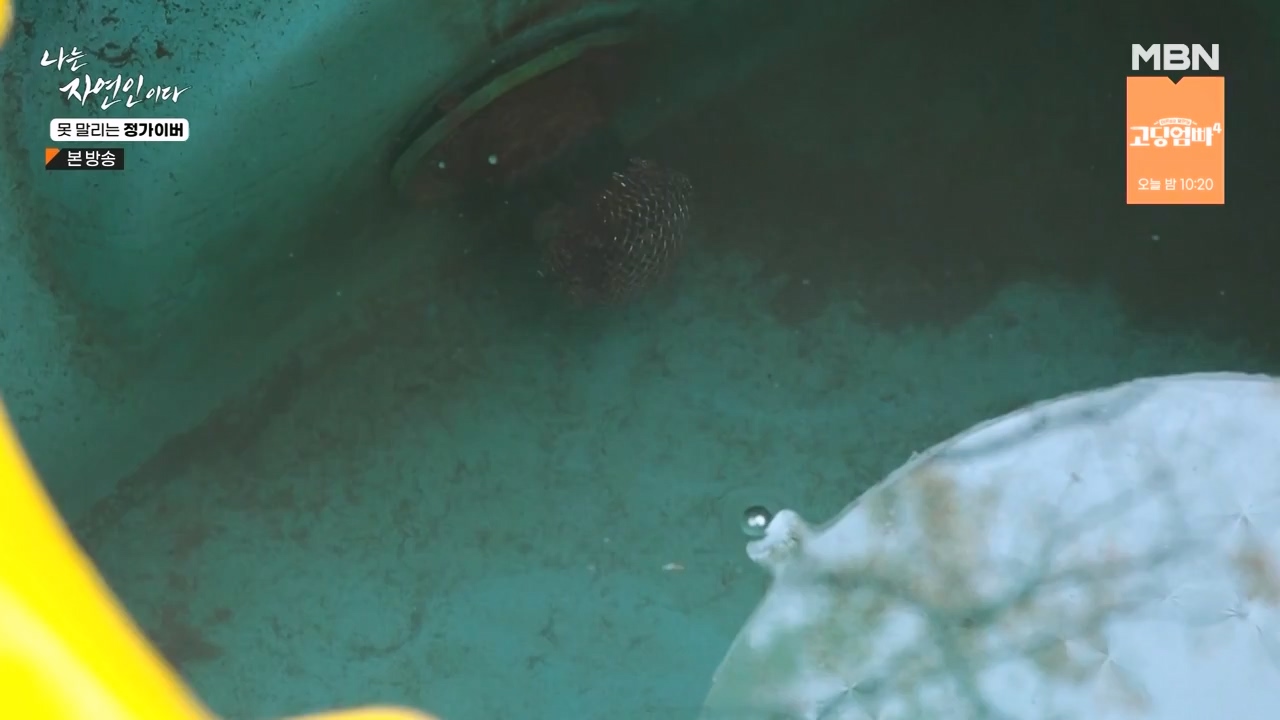 나는 자연인이다.E580.231116p-NEXT.mp4_20231116_202507.352.jpg