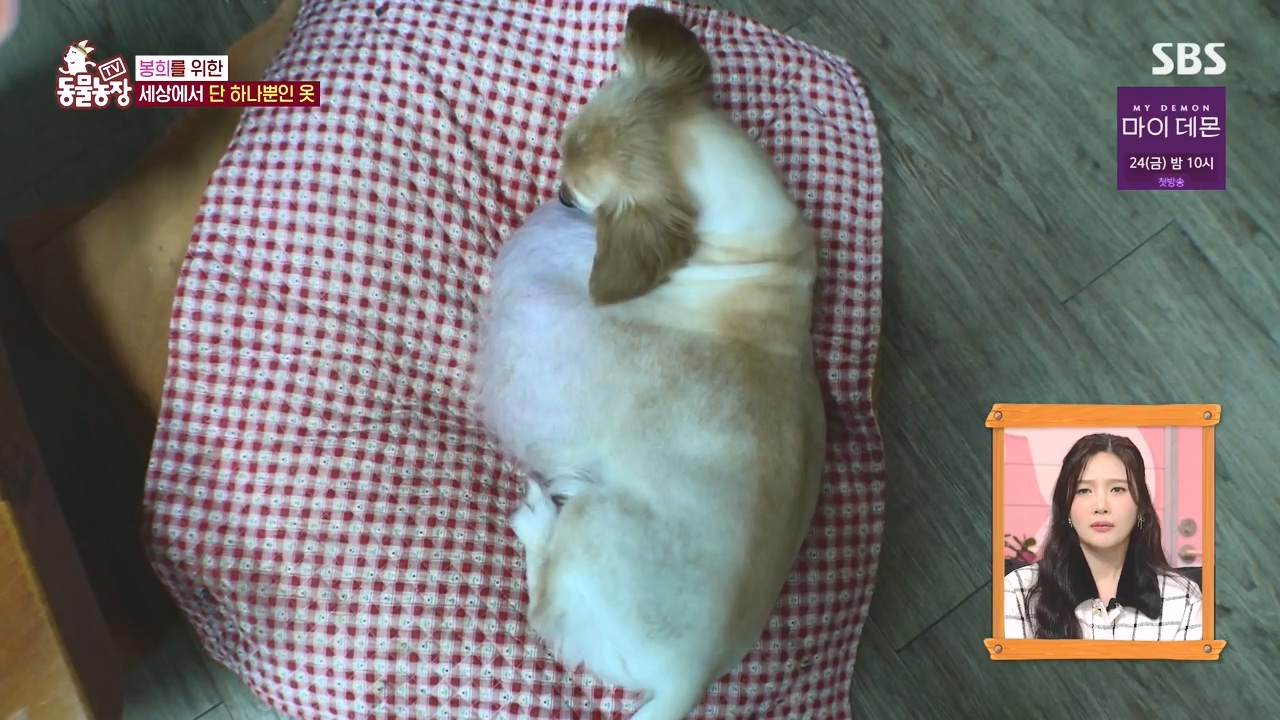 TV 동물농장.E1145.231113p-NEXT.mp4_20231112_172331.896.jpg