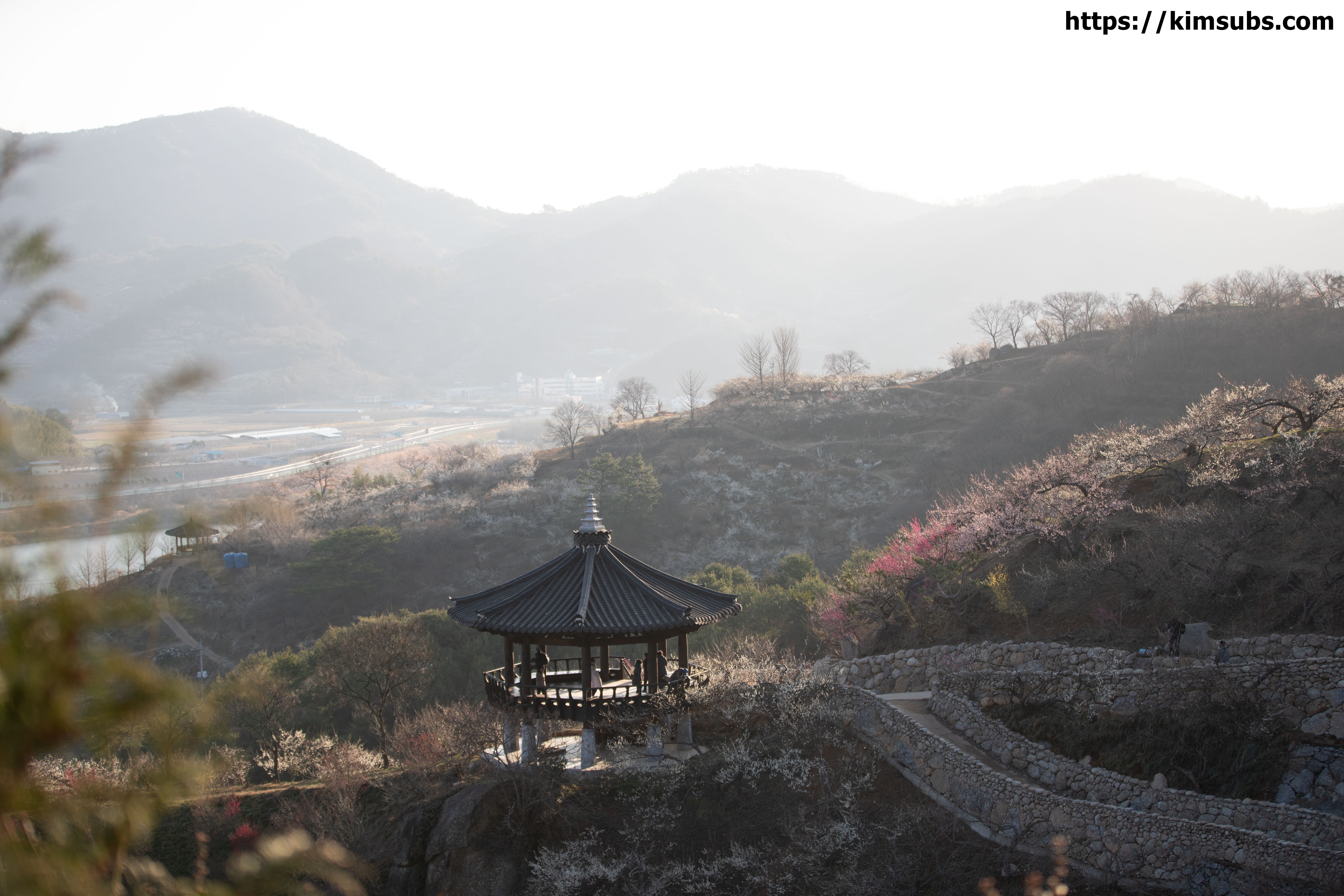  광양매화& 산수유 꽃놀이!