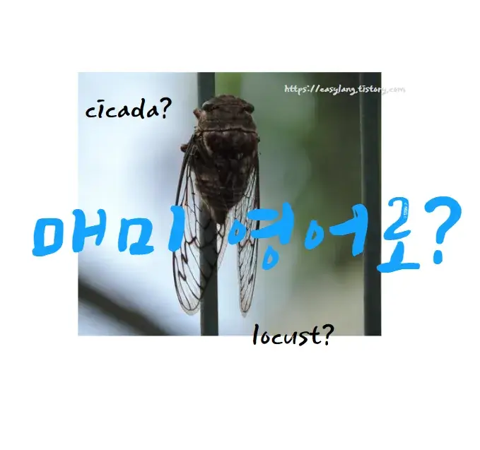 매미-영어-로-cicada-locust