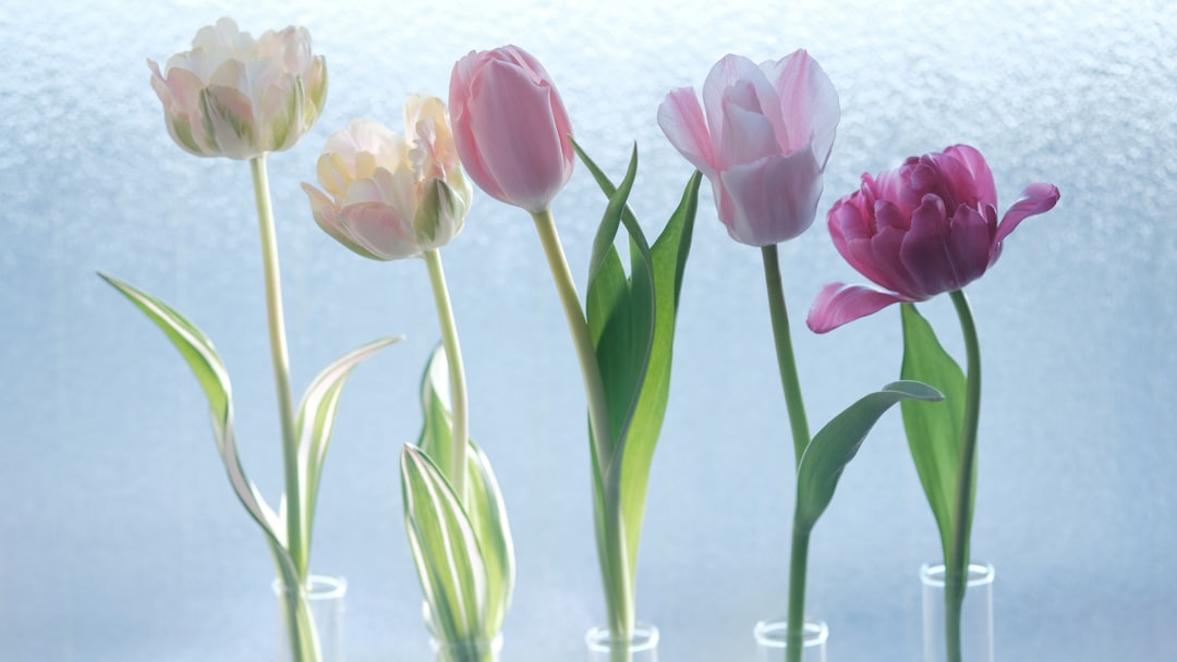 Tulip