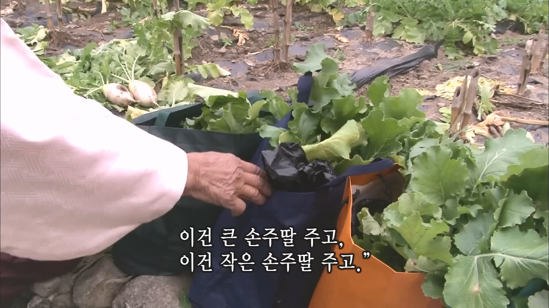 [인간극장 다시보기] 다시 태어나도 서로밖에 없다 하시는 백발의 황혼 부부, 따뜻하고 싱그러운 신혼일기 제2막이 시작된다 KBS 방송.mp4_20240415_133508.533.jpg