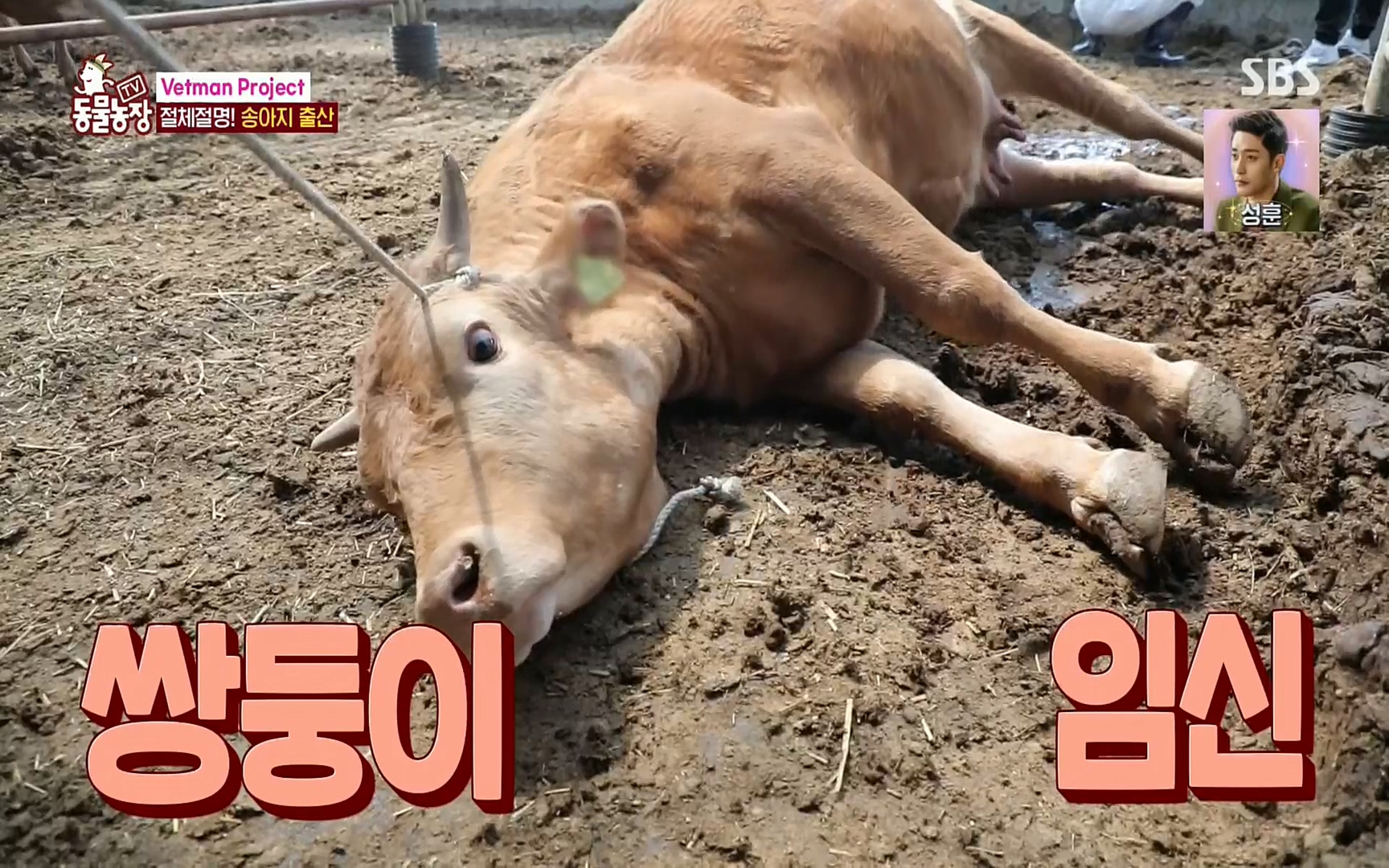 TV 동물농장.E1069.220515p.H264-F1RST.mp4_20220515_180108.896.jpg