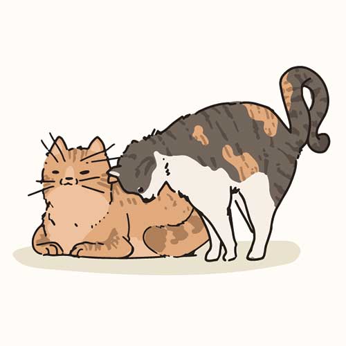  고양이와 친해지는 법, 좋아하는 곳 쓰다듬기, 만지는 법