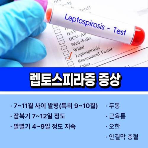 렙토스피라증 증상