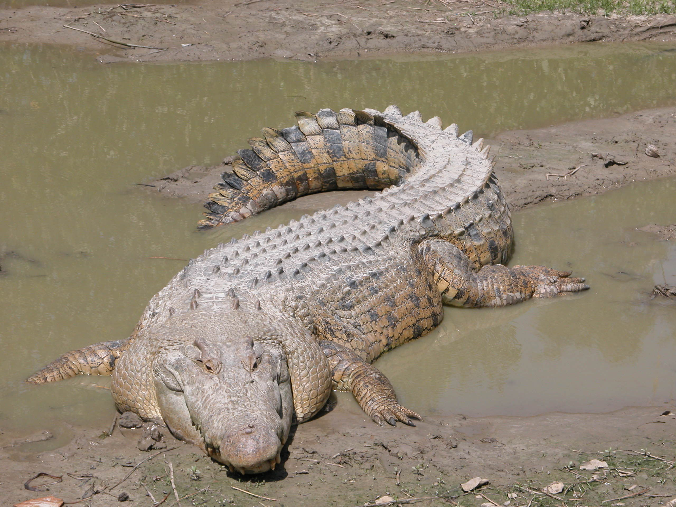 [파충류] 바다악어 Crocodylus porosus
