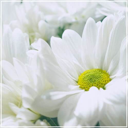 흰-국화꽃