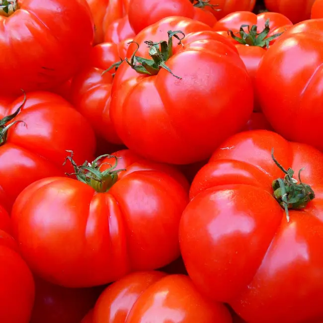 토마토에는-다양한-효능이-있습니다.
