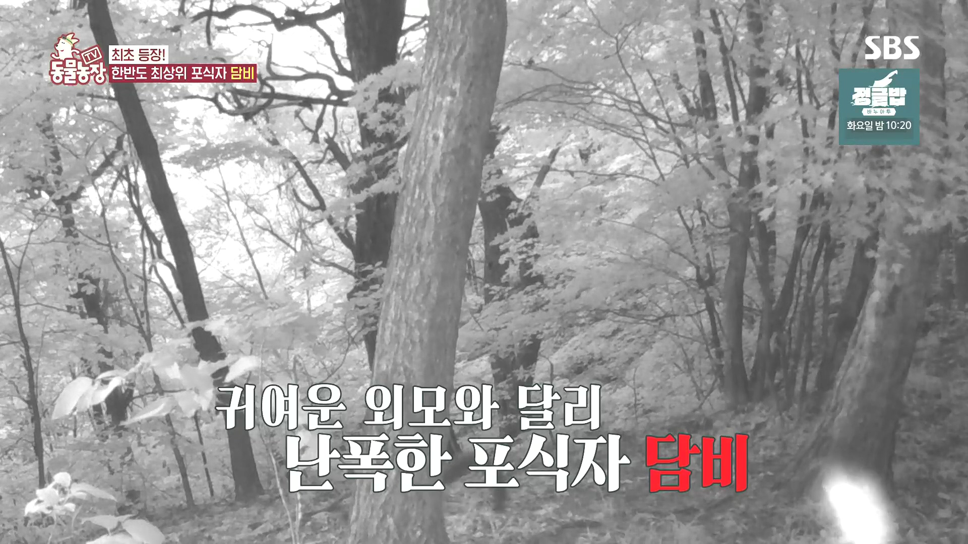 TV 동물농장.E1185.240818p.H264-F1RST.mp4_20240818_161306.439.jpg
