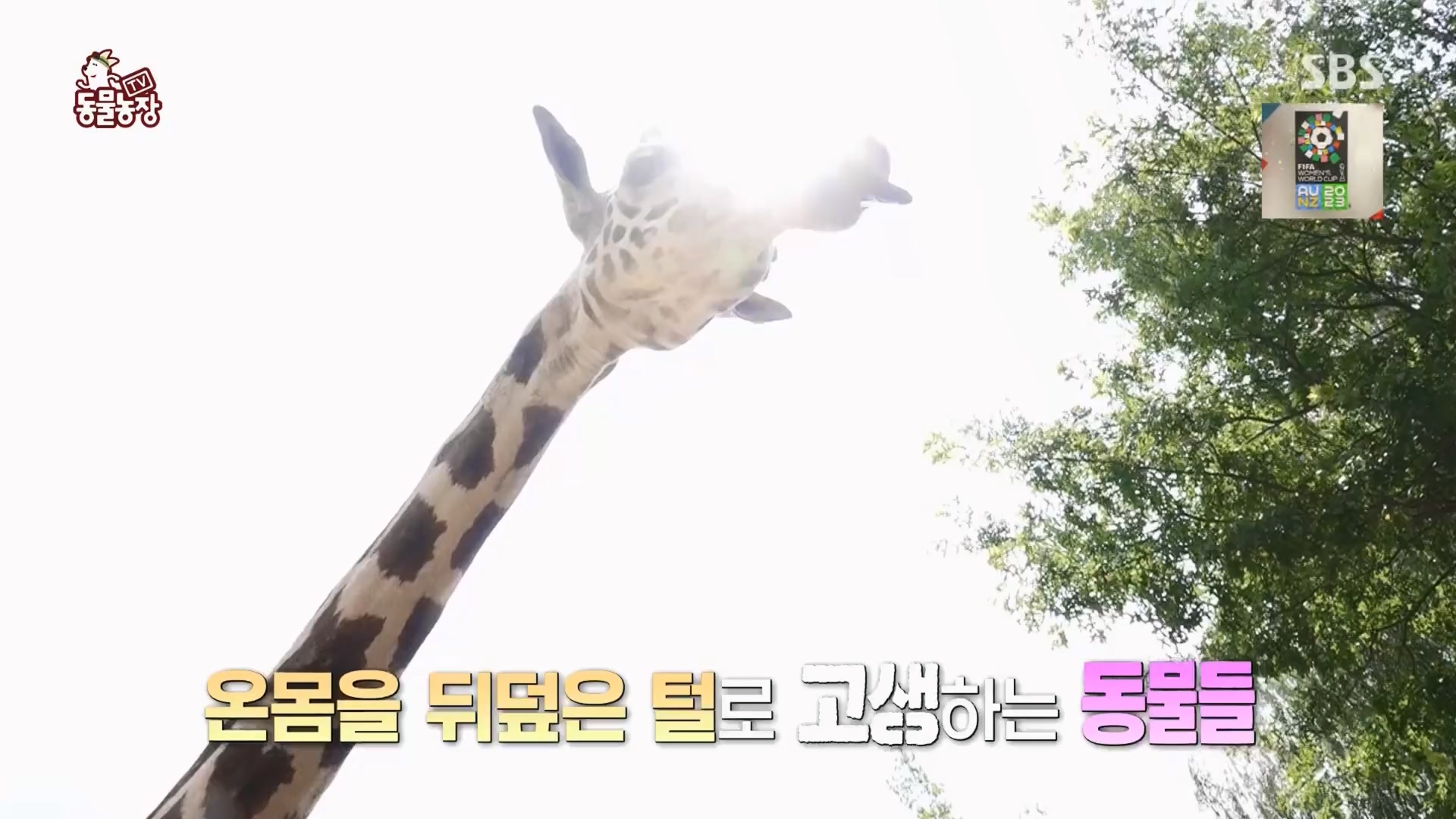TV 동물농장.E1130.230723p.H264-F1RST.mp4_20230723_171205.860.jpg