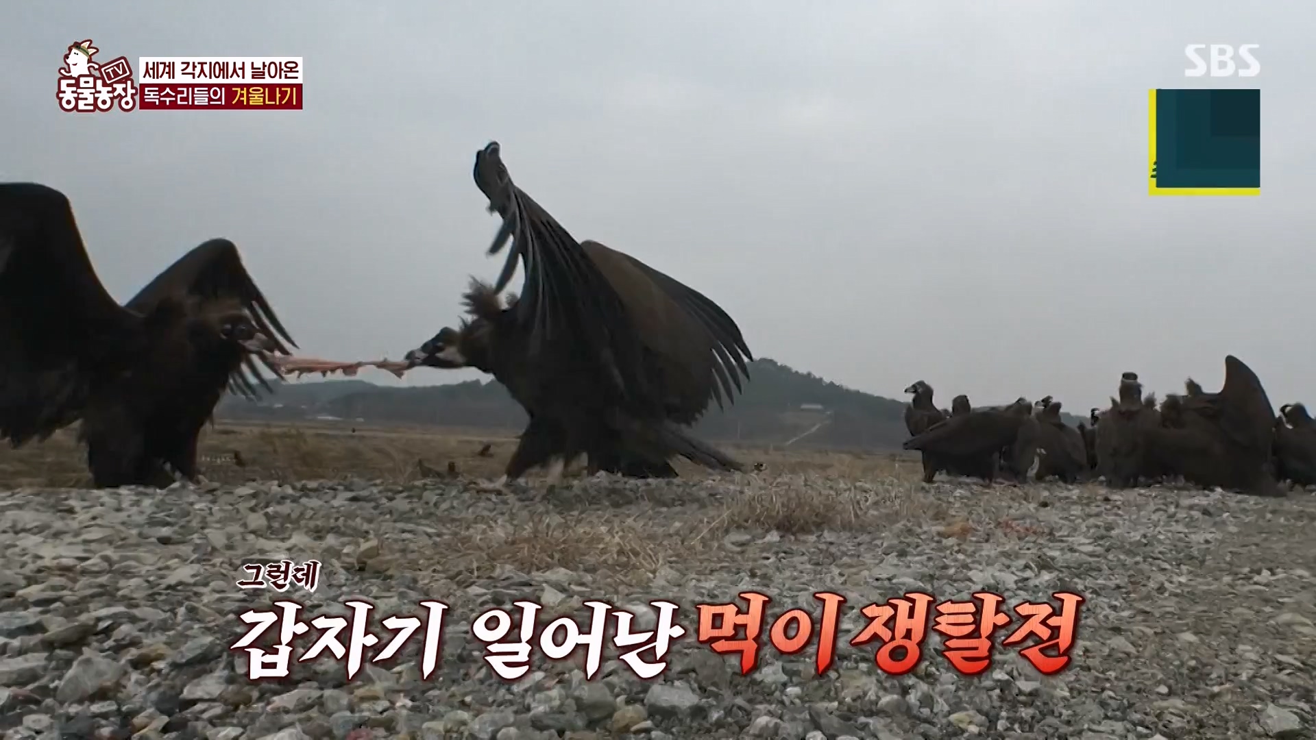 TV 동물농장.E1157.240204p-NEXT.mp4_20240204_172404.536.jpg