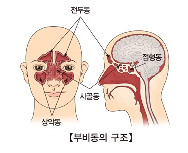 부비동의-구조