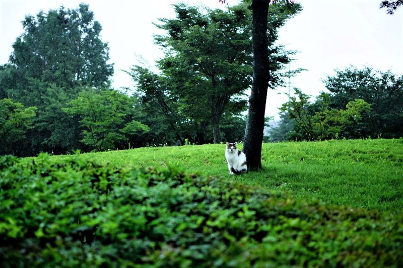 풀밭 나무 줄기 앞에 앉아 있는 얼룩 고양이 1&#44;