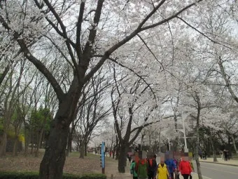 5월 수도권 꽃구경 꽃축제 10선_10