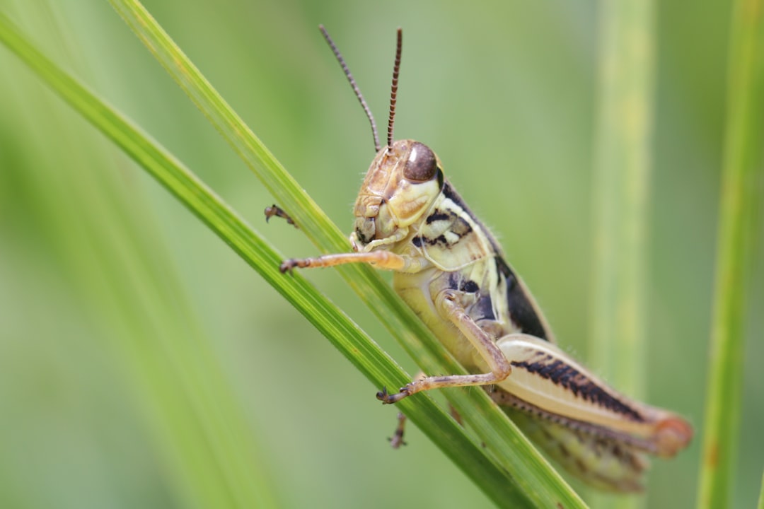 Grasshopper
