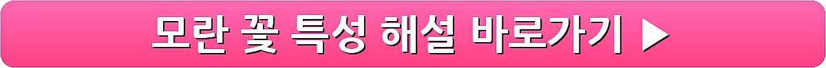 모란 꽃 특성 해설_3