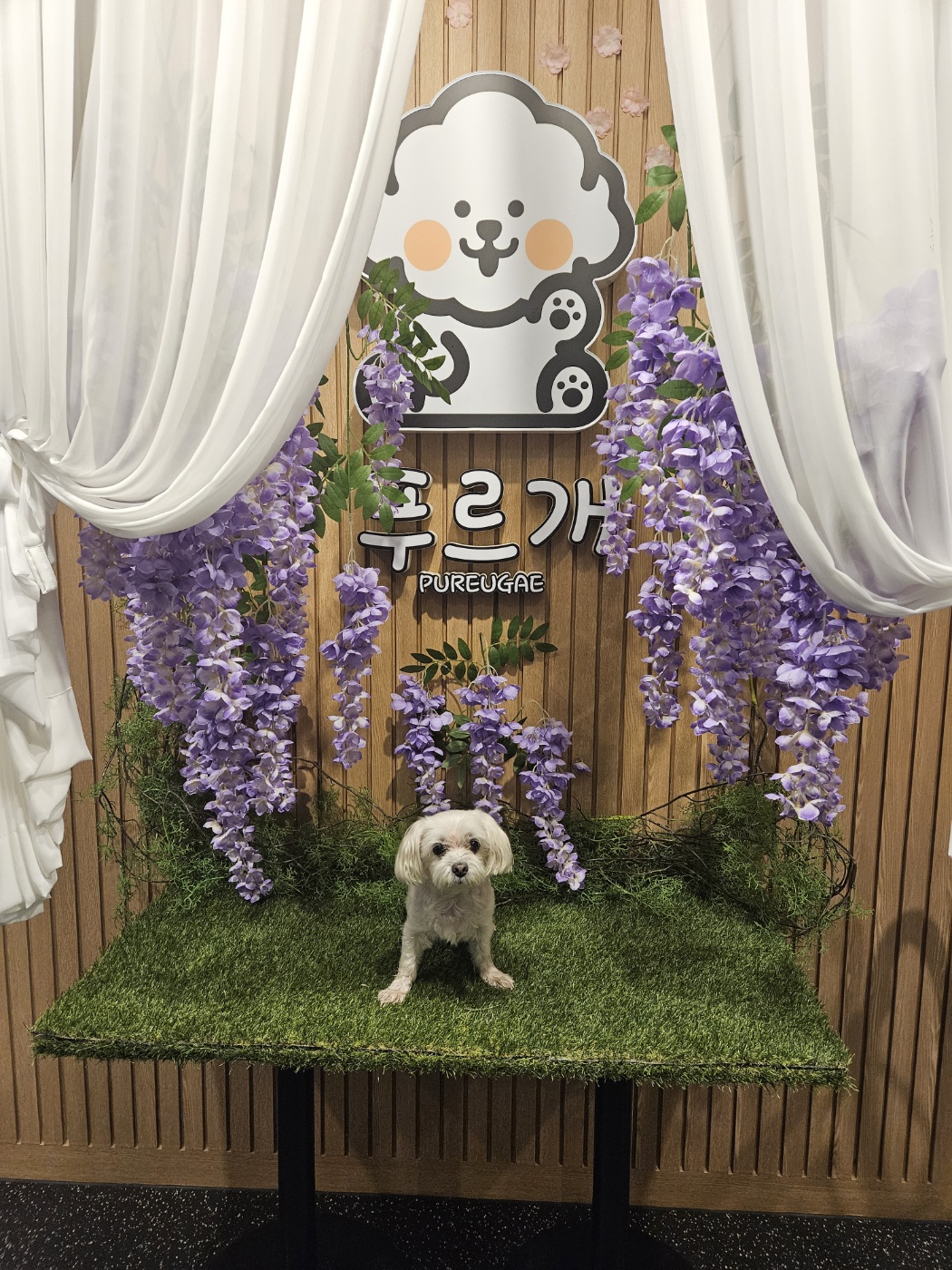 푸르개