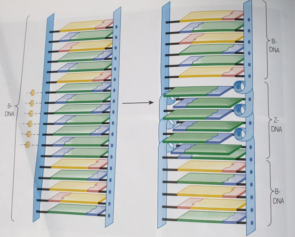 Z-DNA