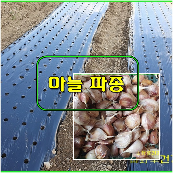 텃밭) 마늘 종자 심기 텃밭) 마늘 종자 심기