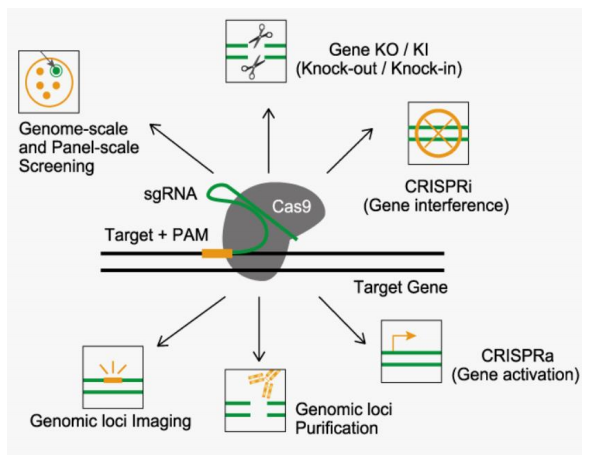 CRISPR/Cas9 기술 도식도