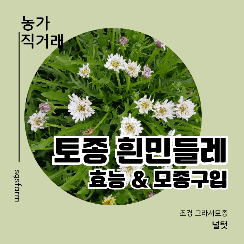 토종흰민들레식품 이미지