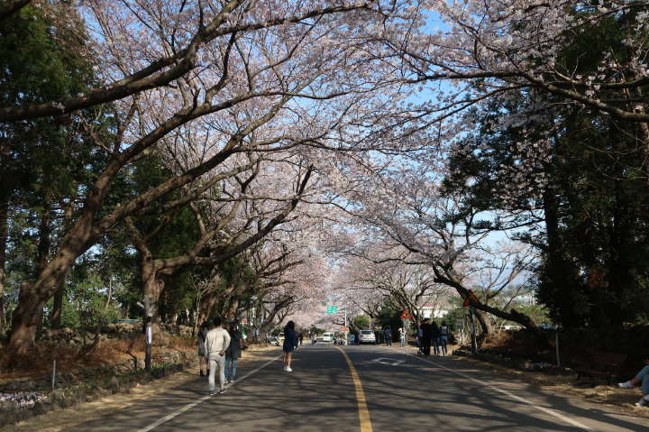 제주도-애월읍-장전리-벚꽃풍경-Visit-Jeju-출처