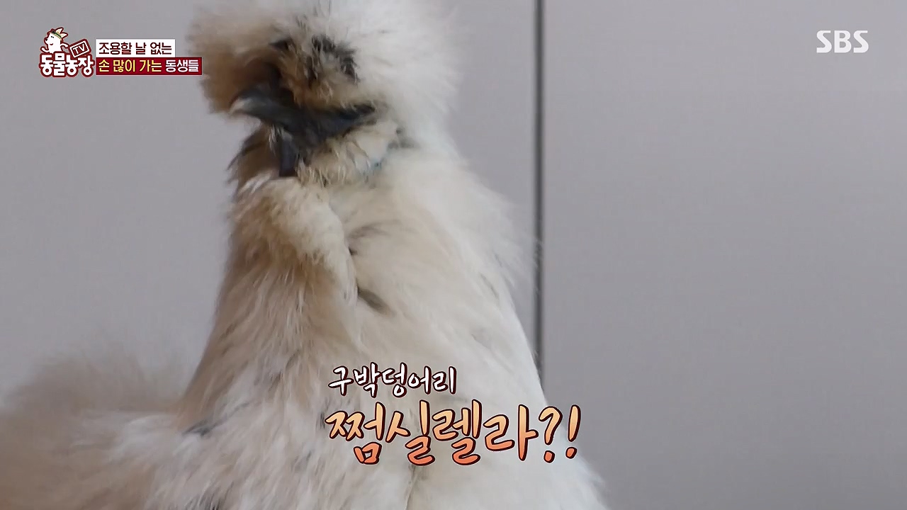 TV 동물농장.E1175.240610p-NEXT.mp4_20240609_160252.076.jpg