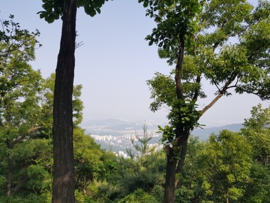  [강남구-숲이 좋은 길] 대모산 숲이 좋은 길