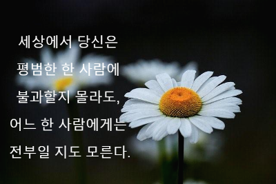 데이지 흰꽃