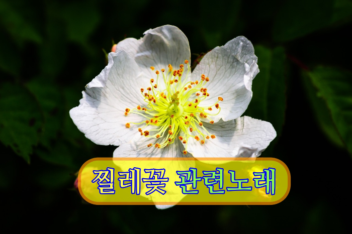 찔레꽃 관련 노래 표지