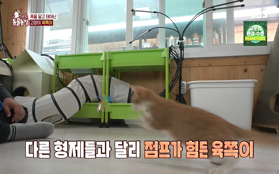 TV 동물농장.E1087.220919p-NEXT.mp4_20220918_180232.990.jpg